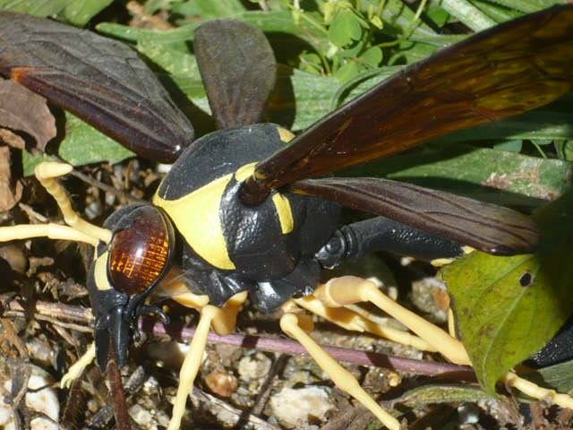 ハチの標本 黒と黄色 約15cm 20251104082830.jpg