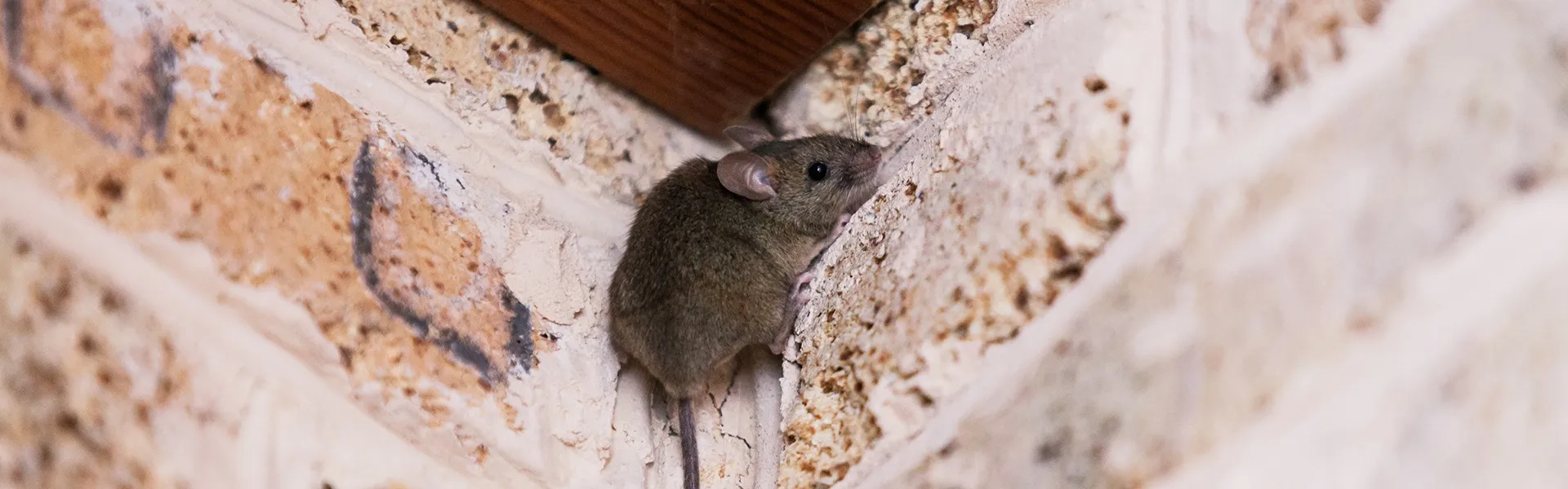 ネズミの対処法｜名古屋市でお困りなら害獣・害虫駆除専門店コマツ