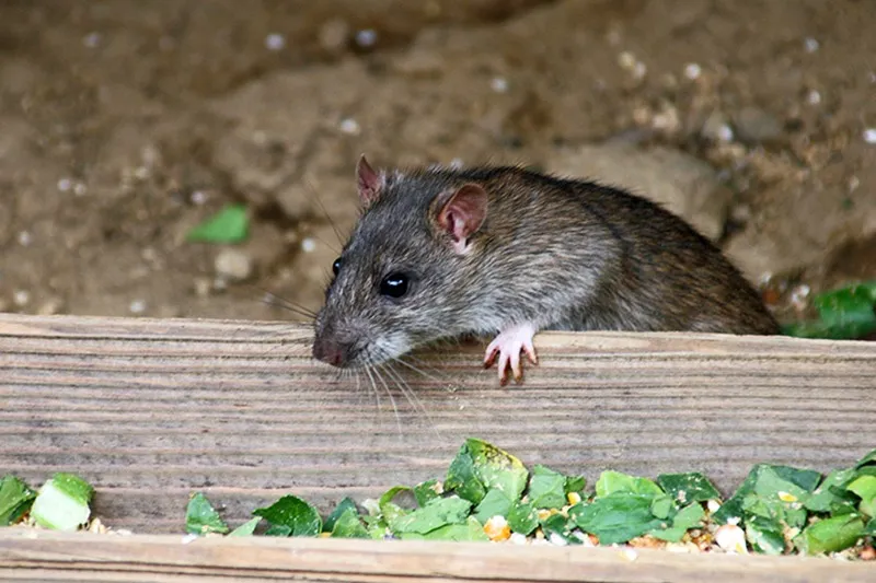 早めの駆除が肝心な病原菌を持つネズミ