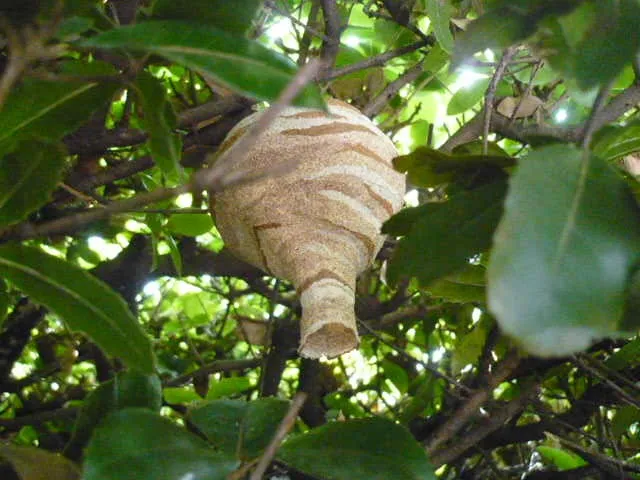 造り始めてます！スズメバチの巣!愛知県の害虫駆除専門業者コマツ