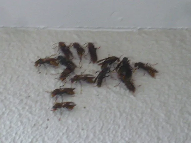 巣の無いハチが我が家の壁に固っている！危険⁉対処法は？