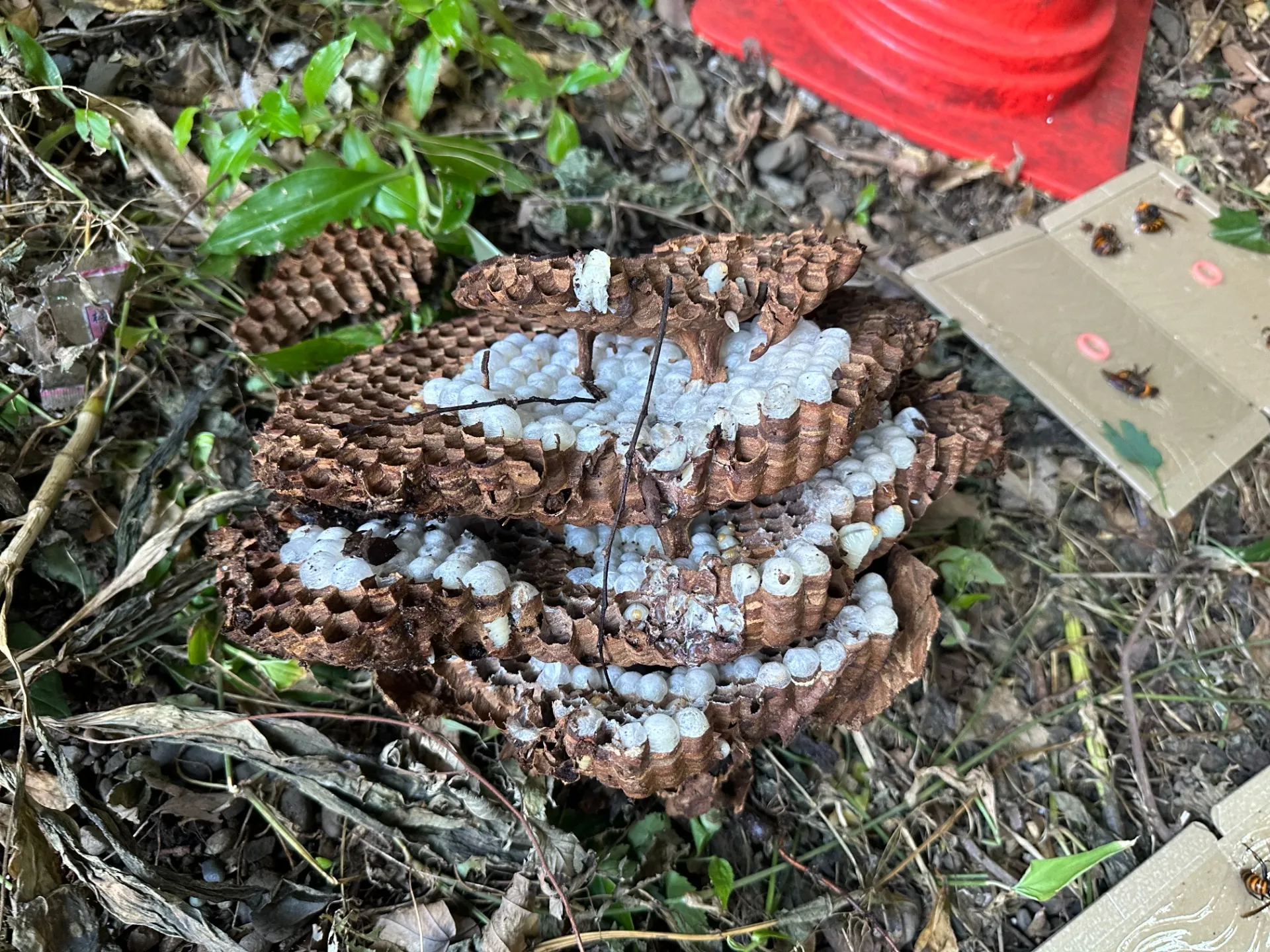 オオスズメバチ駆除