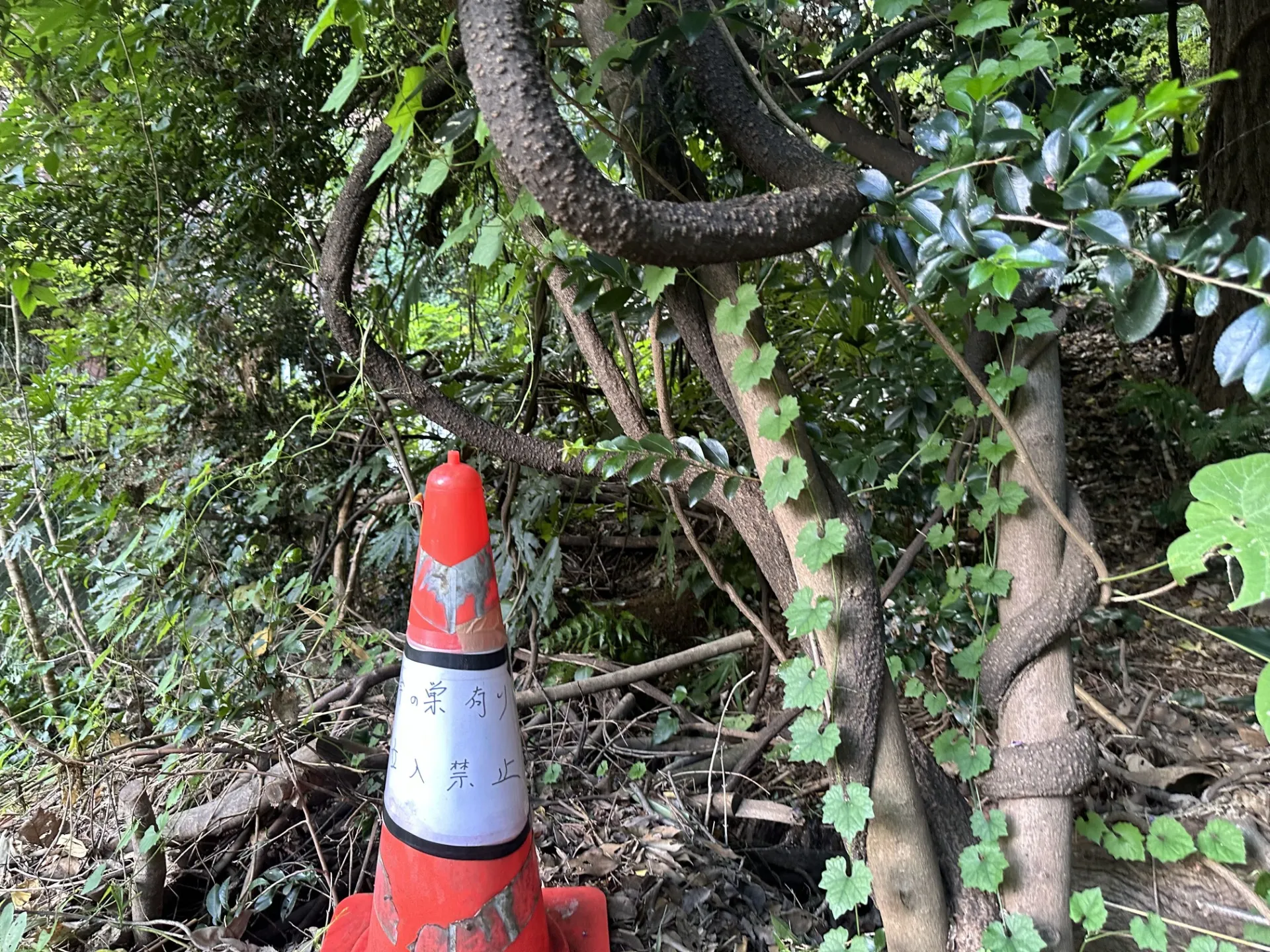 公園内にできたオオスズメバチの巣