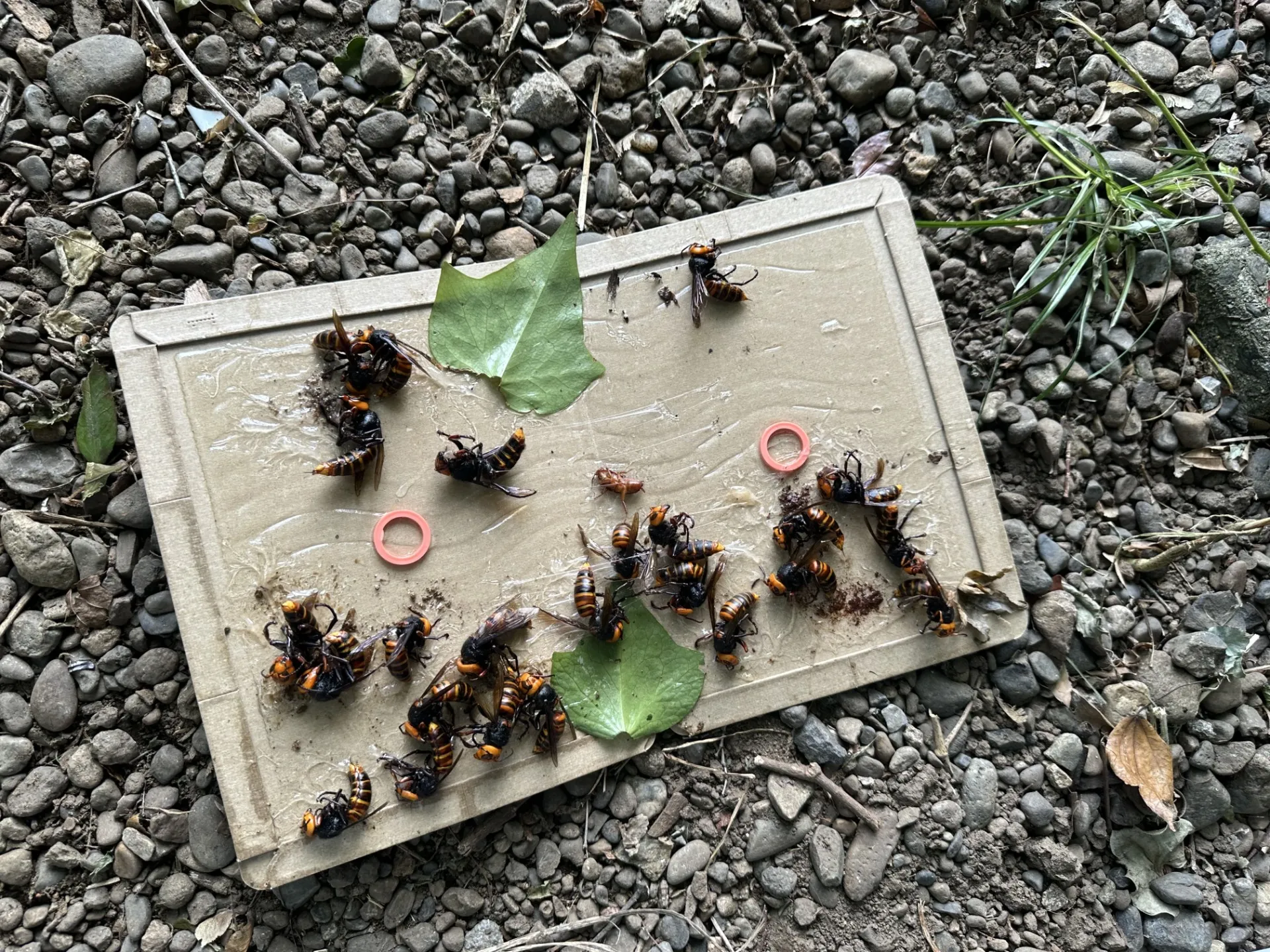 公園内にできたオオスズメバチの巣