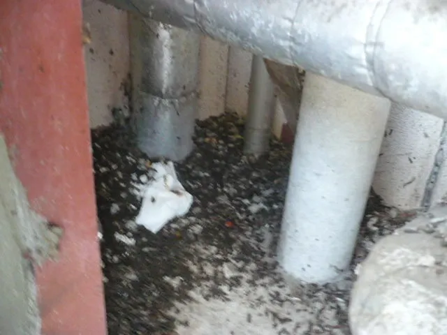 コウモリ被害の実例