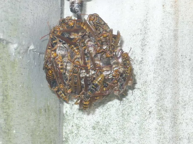 家の周りに営巣中、危険なハチが活発です！